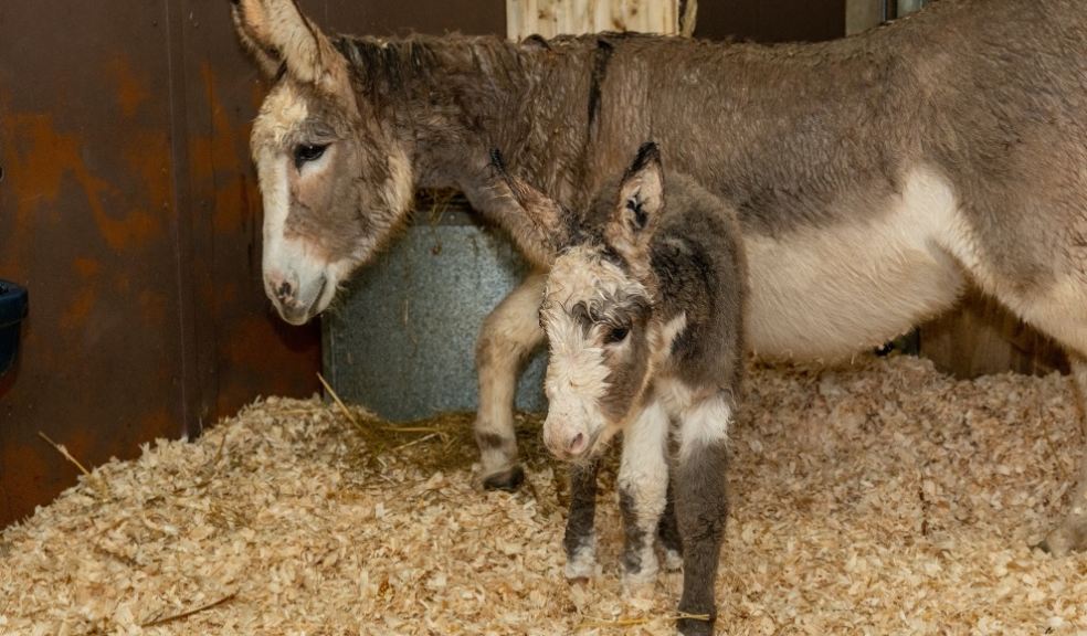 Rosie with her new foal pictured in their cosy stable on Thursday 9 March. Photo: The Donkey Sanctuary.