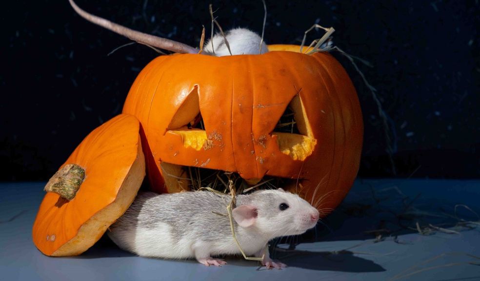 Rats may have a poor reputation but they make great pets