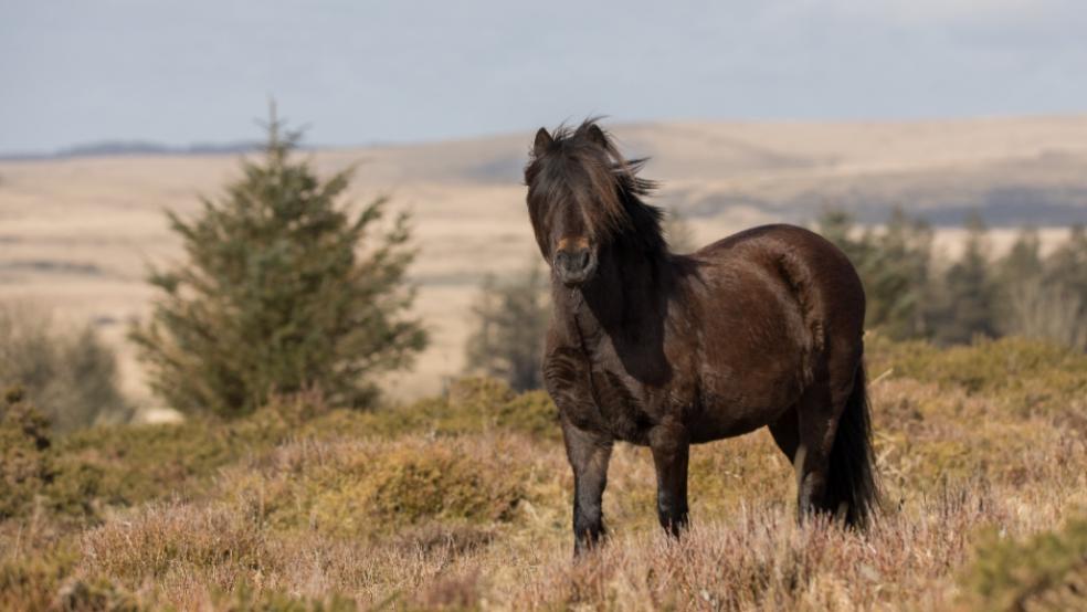 Dartmoor Pony Heritage Trust 