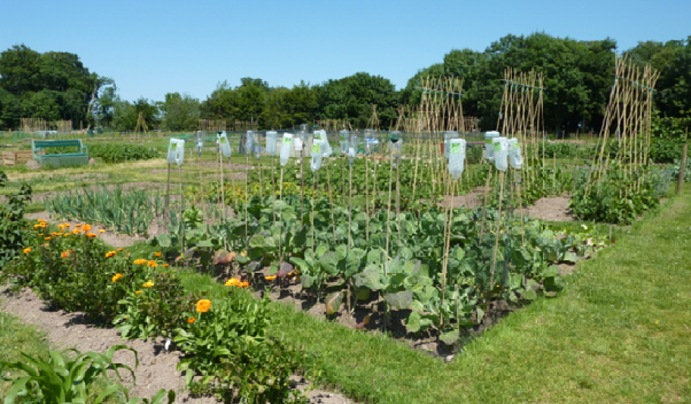 The Allotments site