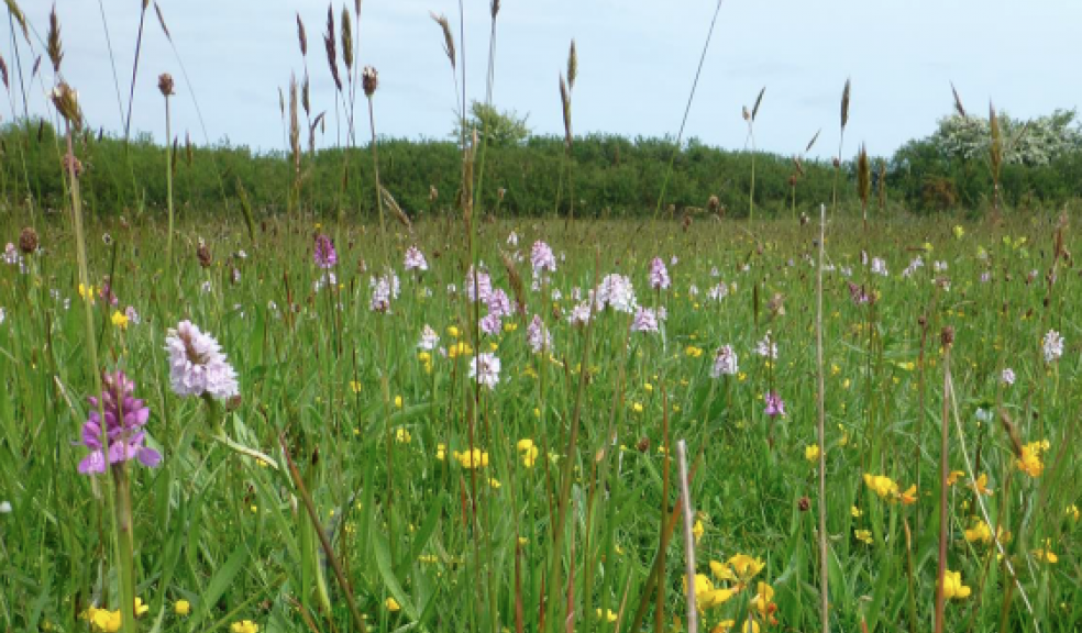Image courtesy of Dartmoor National Park Authority