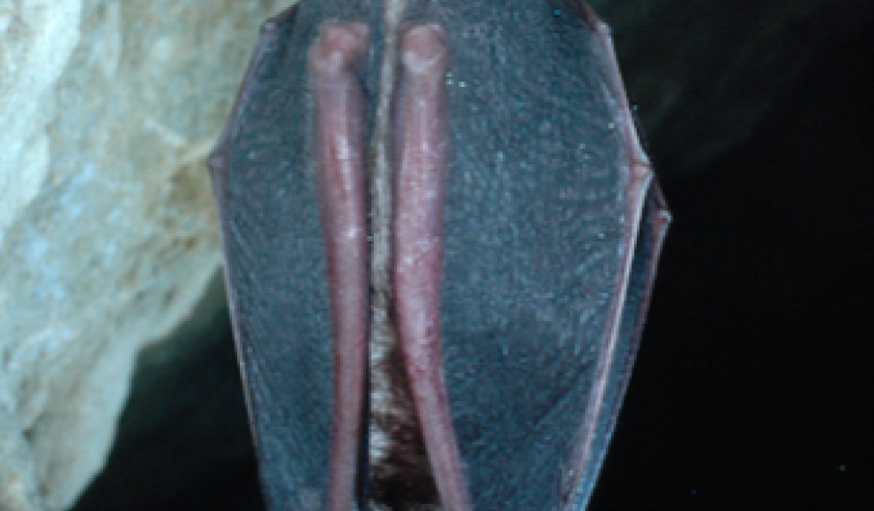 Greater horseshoe bat. Photo by Phil Richardson