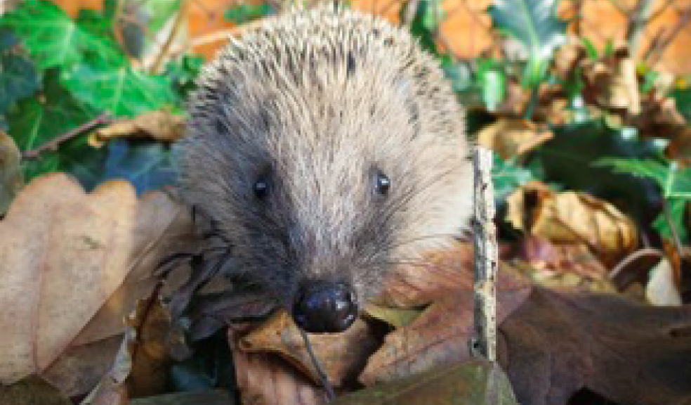 Photo: Ben Reese/The Mammal Society