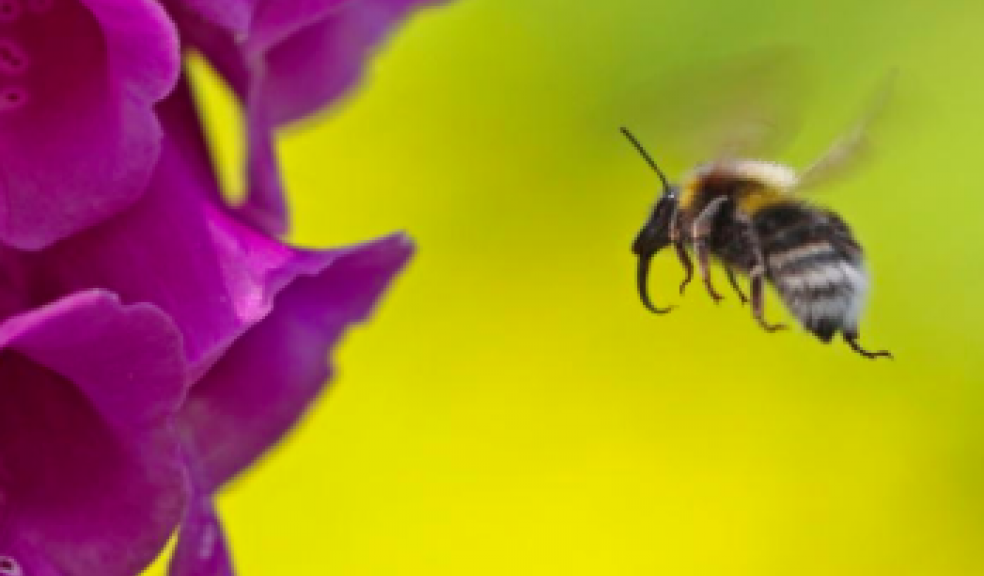 Rose Tabberer - 1st place