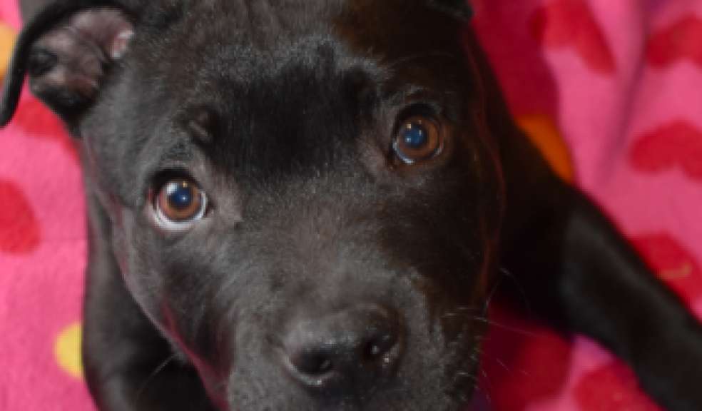 Staffordshire Terrier puppy bought on an internet site