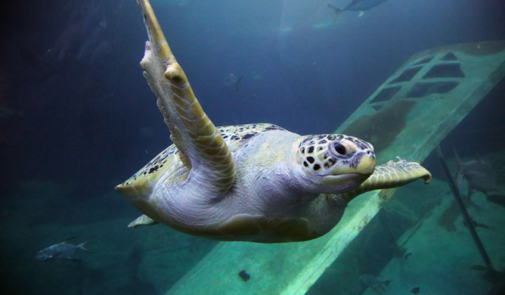 Green turtle