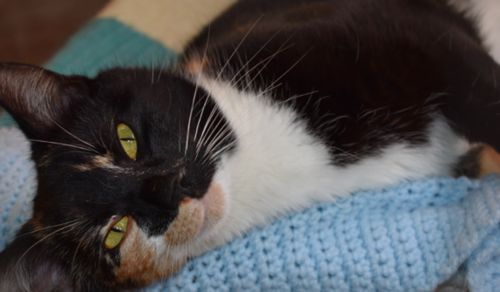 Pregnant cat Bella who was brought to Woodside Animal Welfare Sanctuary because her owners were moving to rental accommodation with a ‘no pet’ policy.