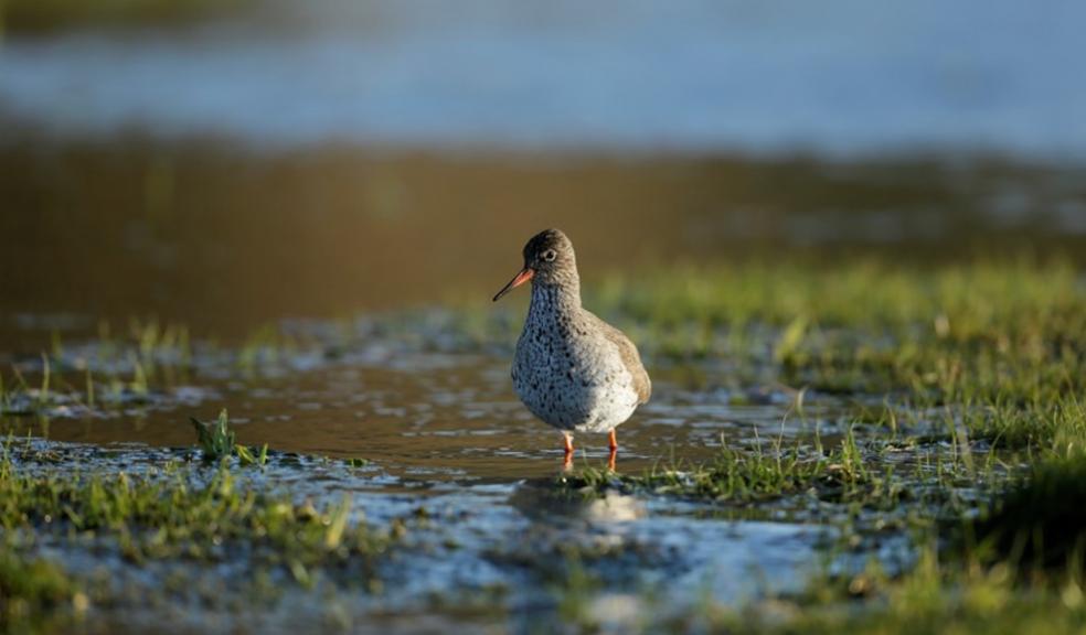 Redshank by Andy Hay (RSPB-images) RSPB