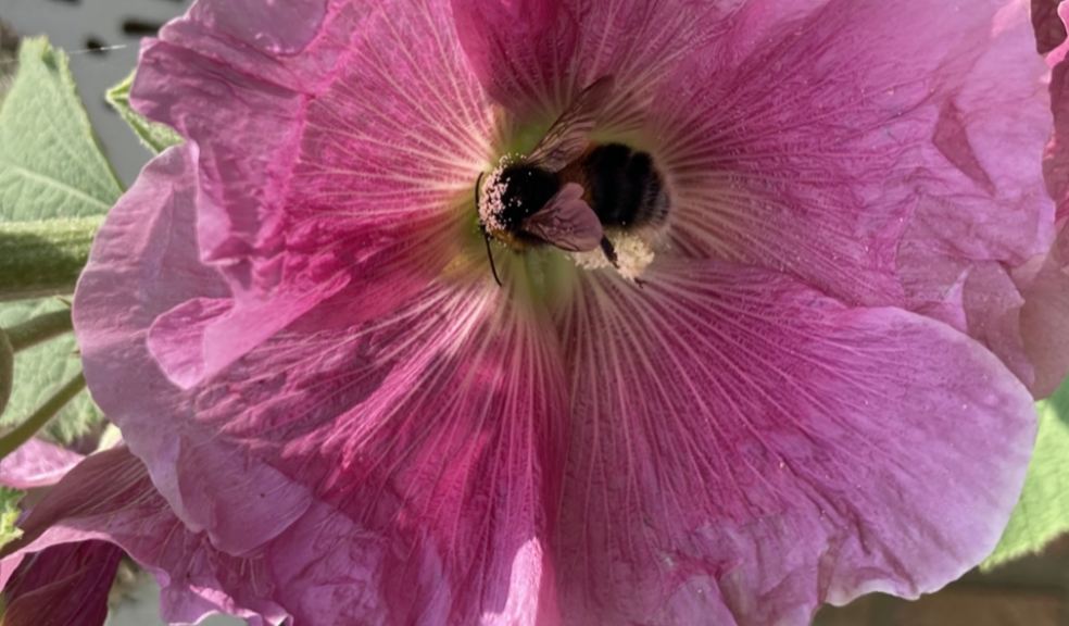 Photo Credit: Bumblebee on a garden flower by Jenny Shelton (rspb-images.com)