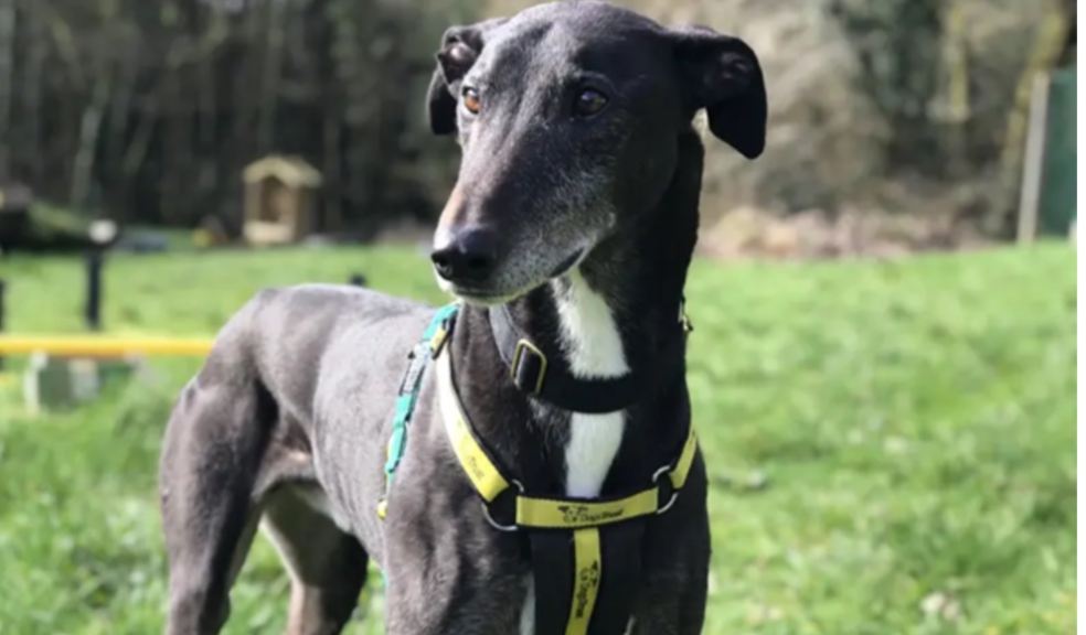 Give this Old-Age-Pooch a chance