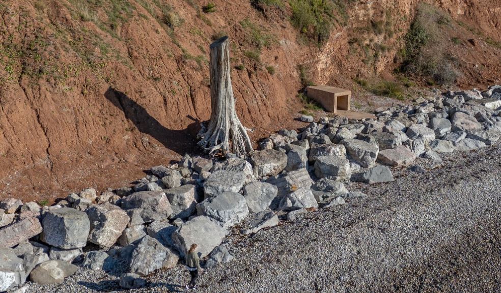 Seaton Hole tree (c) South West Flood and Coastal