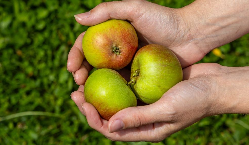 Some of the historical apple varieties at Buckland Abbey. Credit National Trust Images.