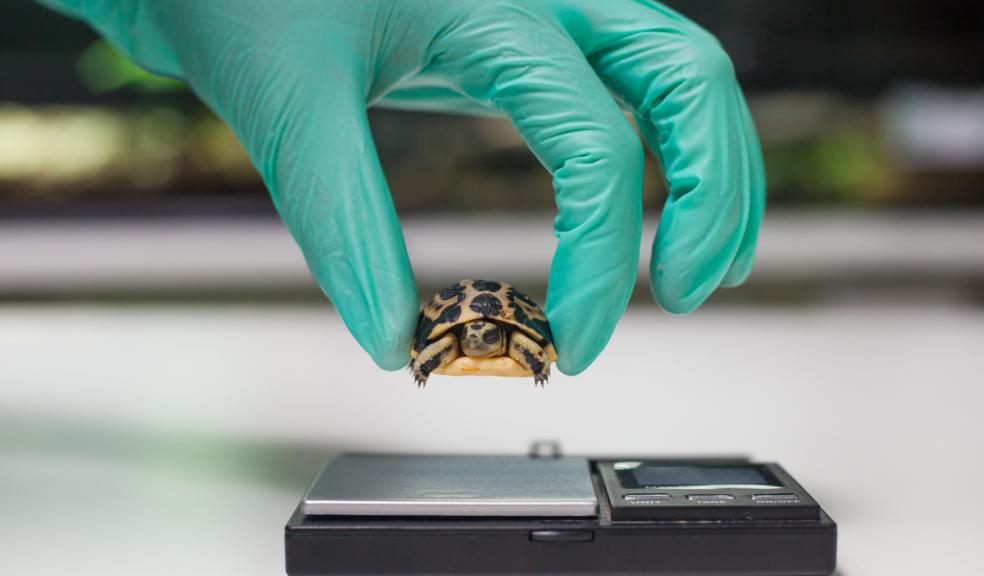 Zoo’s UK spider tortoise first