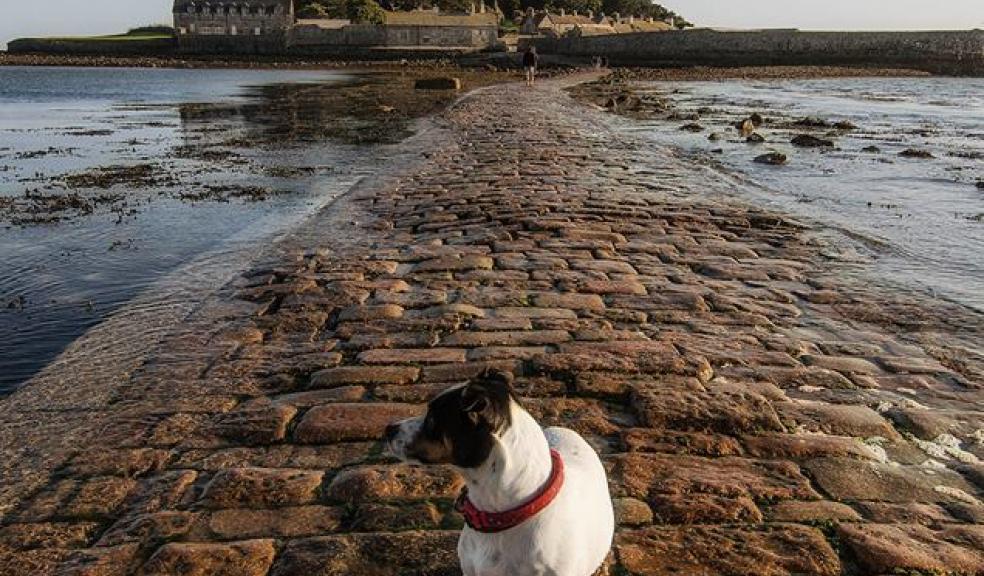 Skampy at St Michael’s Mount, Cornwall, by Aimee/John Photography