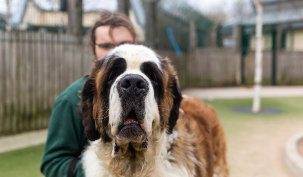 Photo: Dogs Trust.