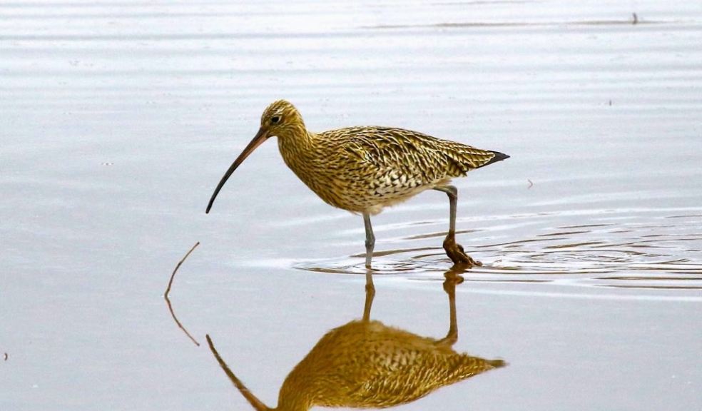 The Curlews - Derek Carter