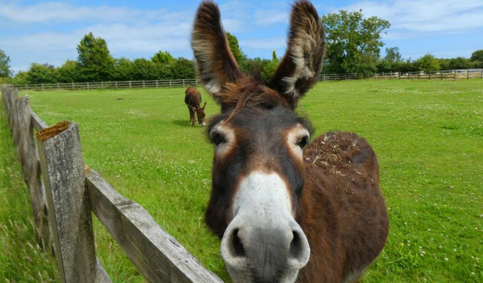 May opening for The Donkey Sanctuary Sidmouth