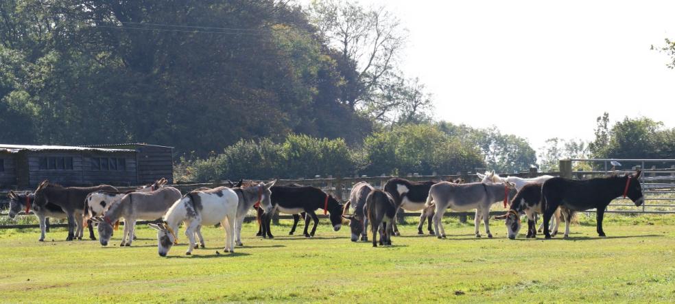 The donkey Sanctuary