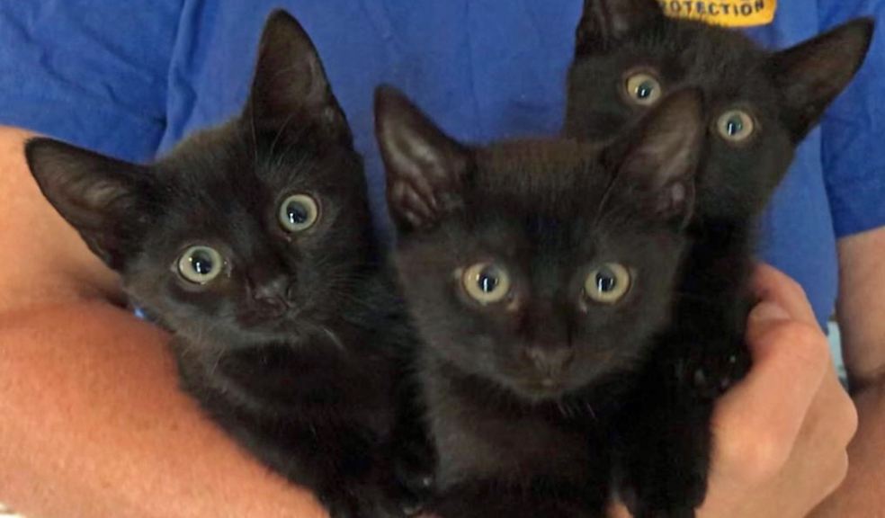 The kittens being held by volunteer. Image: Cats Protection.