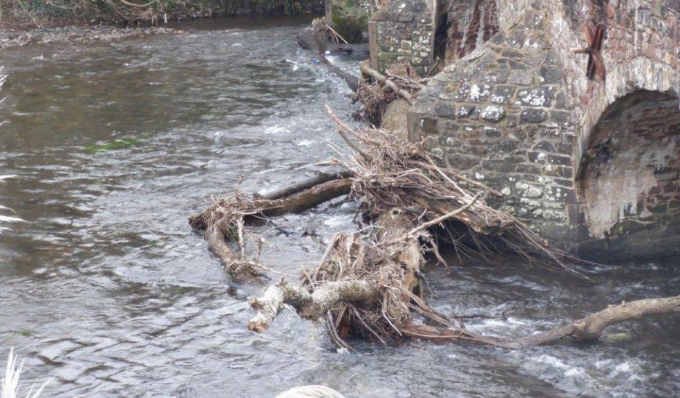 Tree debris at Bickleigh Bridge