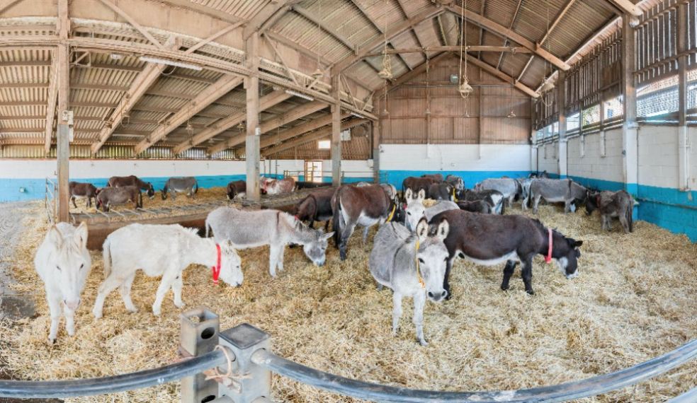 Donkeys in Main Barn - The Donkey Sanctuary