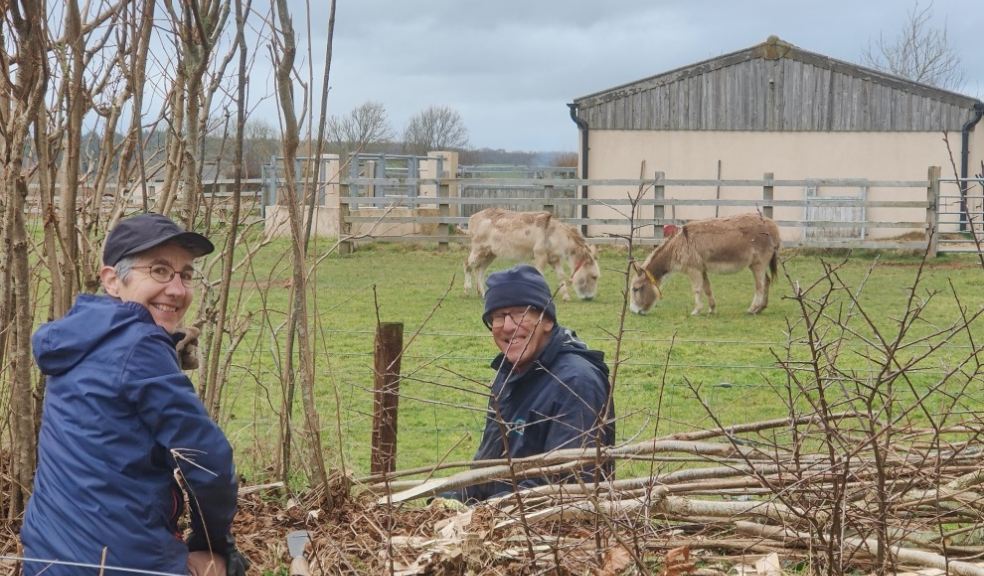 Volunteers help hedge laying at The Donkey Sanctuary