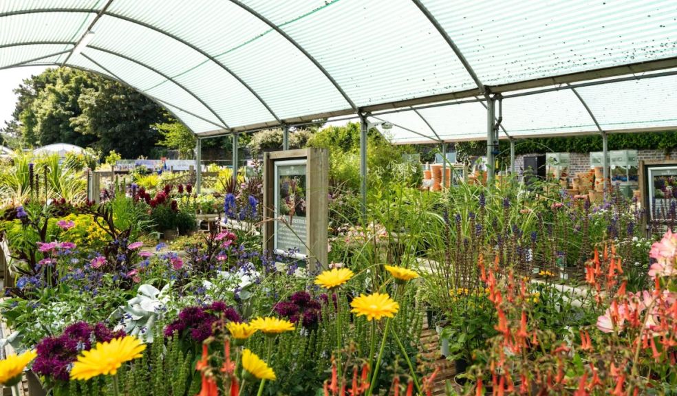 Whitchurch Garden Centre Garden centre interior with colourful flowers