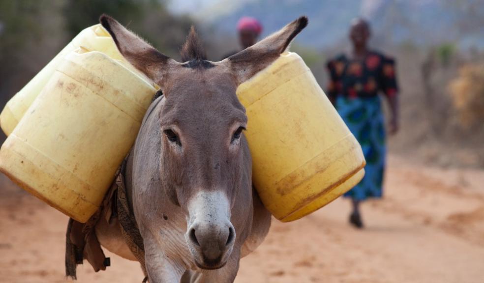 Working donkey carrying water - The Donkey Sanctuary