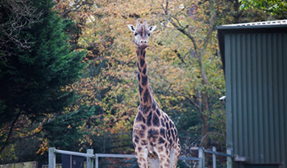 Giraffe death shocks zoo