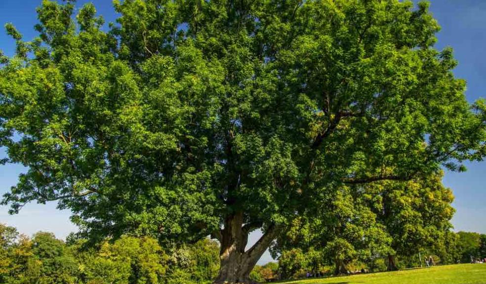 Devon County Council, Ash dieback, trees, Devon