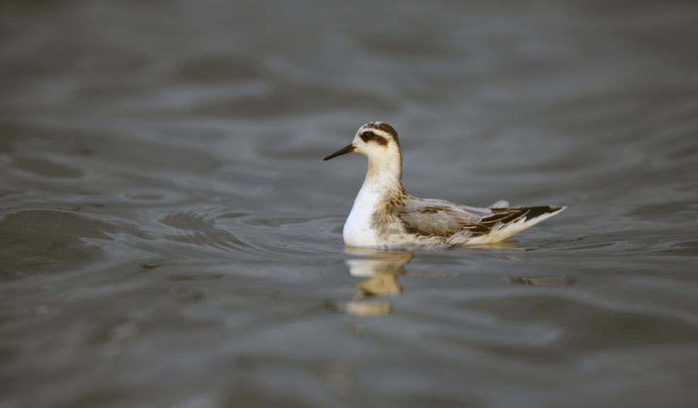A Grey Phalarope (Phalaropus fulicarius)
