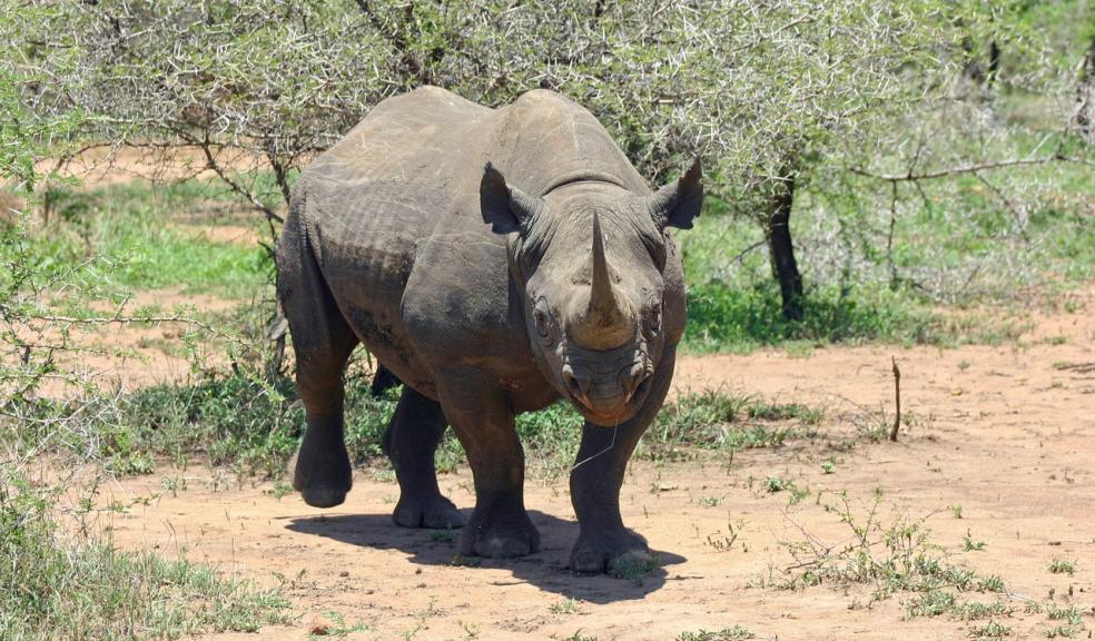 There are now just 4,800 Black rhino’s in the wild today.
