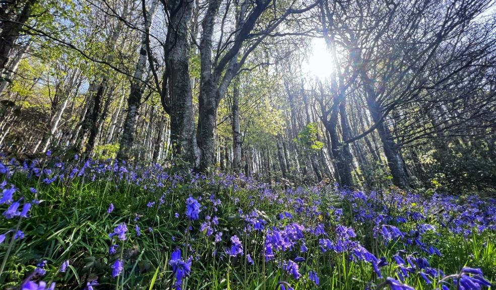 Bluebells sky Langdon Woods by Ian Watkin.
