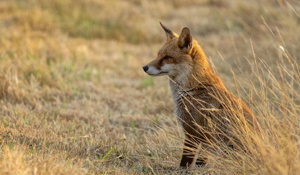 red fox sits in dry grass 