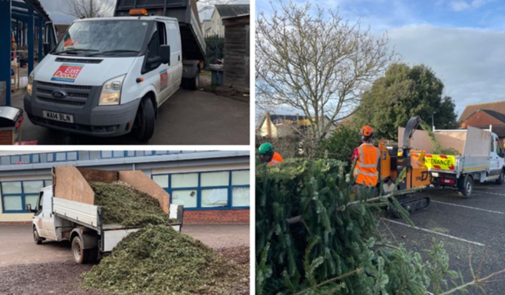 Christmas tree chippings from Cranbrook 2022