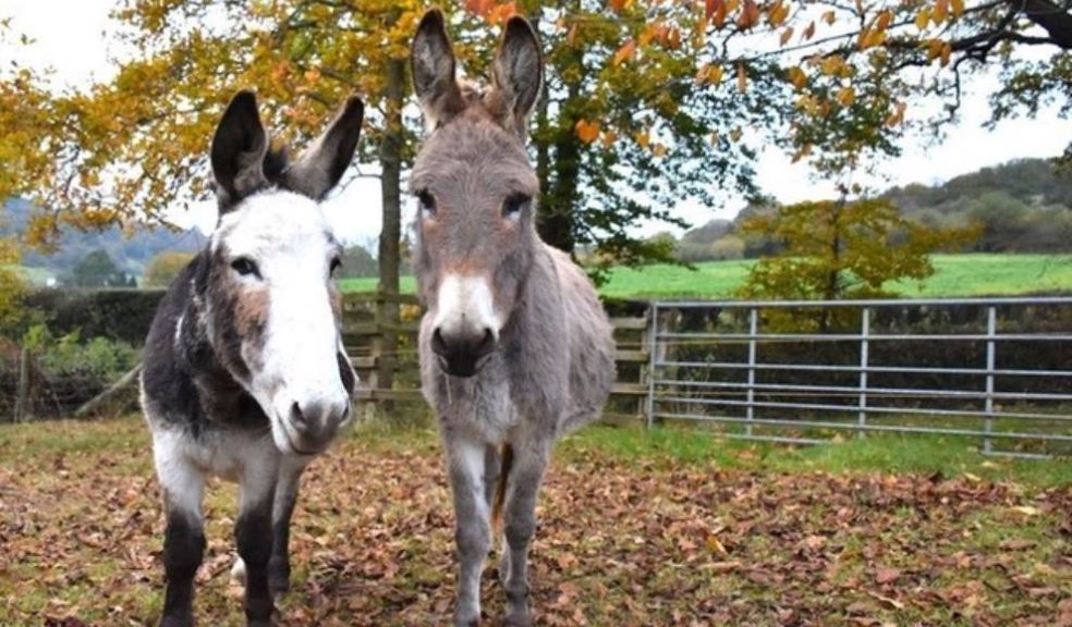 Photo caption: The Donkey Sanctuary