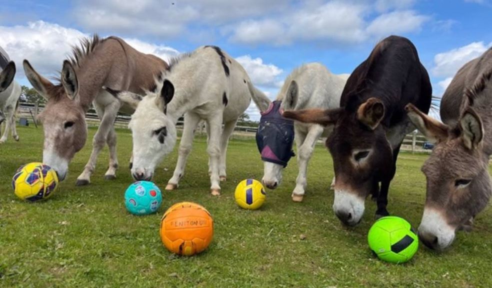 Photo caption; The Donkey Sanctuary