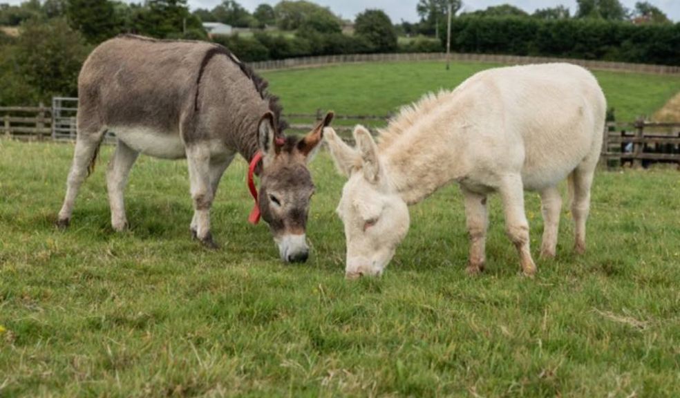 Photo Caption: Maverick and Peanut at The Donkey Sanctuary Sidmouth. Photo: The Donkey Sanctuary.
