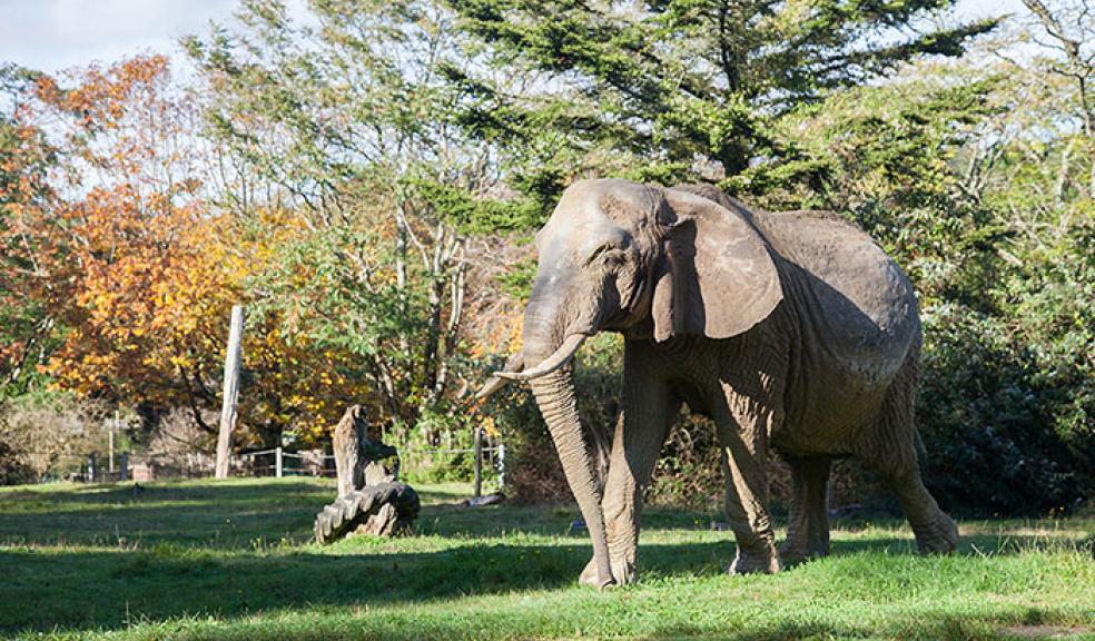 Devon mourns Duchess