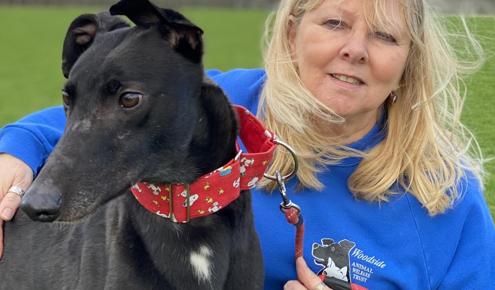 Woodside’s Debbie Haynes with Laundy, who is looking for a home.