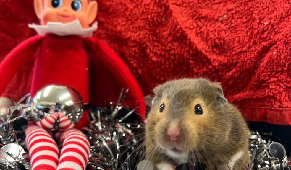 Happy Christmas from Mike the hamster and Arya the goat at South Devon College.