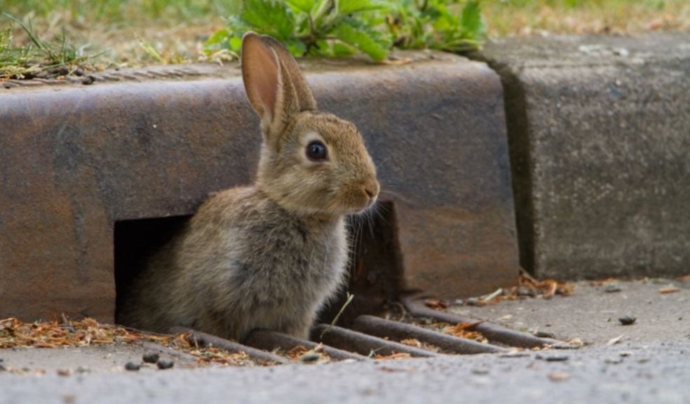 A wild rabbit, one of the many species recorded during PTES’ Living with Mammals survey. Photo: Paul Bunyard.