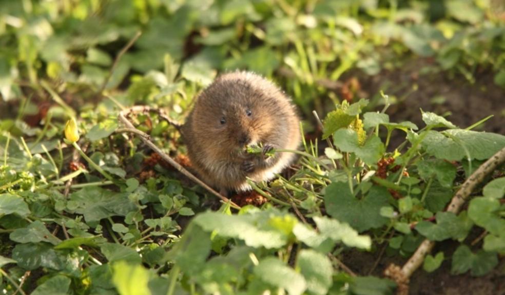 Survey local riverbanks this spring to help save endangered water voles