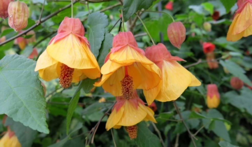 Abutilon ‘Leila Jackson’ in Herefordshire. Credit: Plant Heritage.