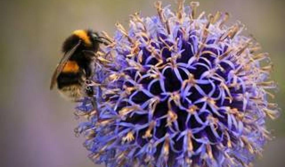 Buff-tailed bumblebee courtesy of Jon Hawkins, Surrey Hills Photography