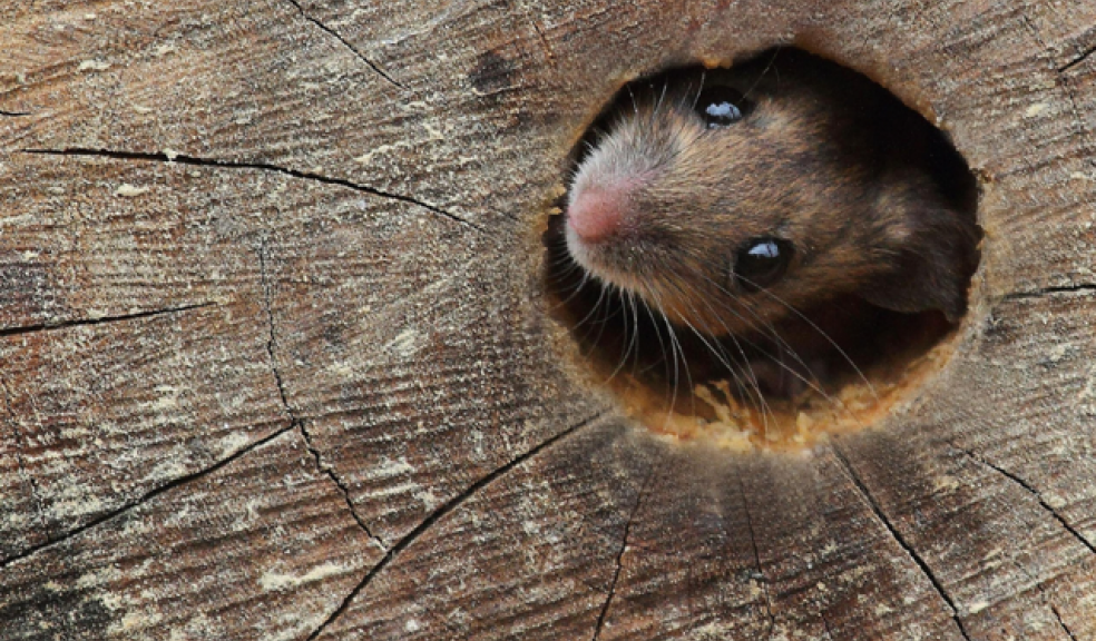 Photo: Steve Adams