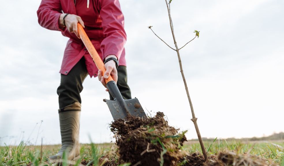 man planting a tree with a spade