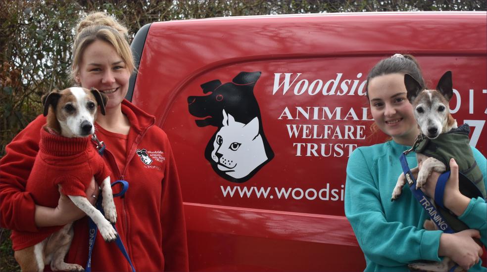 Woodside’s Kelly Beutner and Cody Hewitt pictured with Rory and Battie, two elderly terriers looking for a home together.