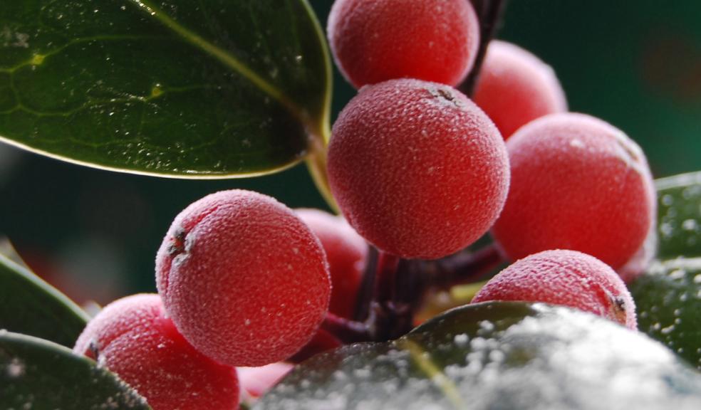 Close up of holy berries – one of the species of tree seed that Devon Wildlife Trust has been collecting for Kew Gardens’ Millennium Seed Bank