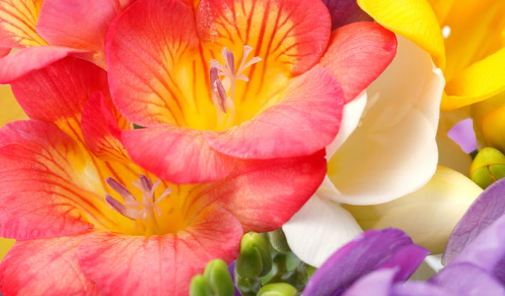 2013 Plymouth in Bloom gold, silver and bronze winners announced
